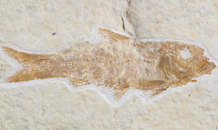 Bargain Knightia Fossil Fish - Wyoming #42369